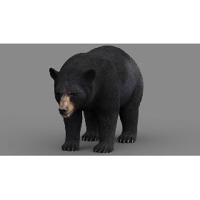 Black Bear model